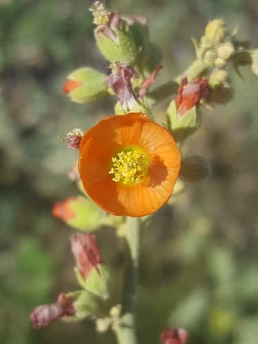 Gray Globemallow (Sphaeralcea incana)
