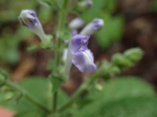 Heartleaf Skullcap (Scutellaria ovata)
