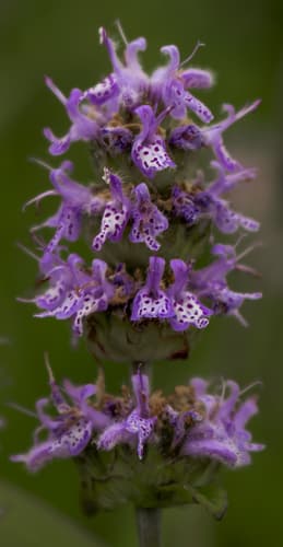 Downy Wood-mint (Blephilia ciliata)