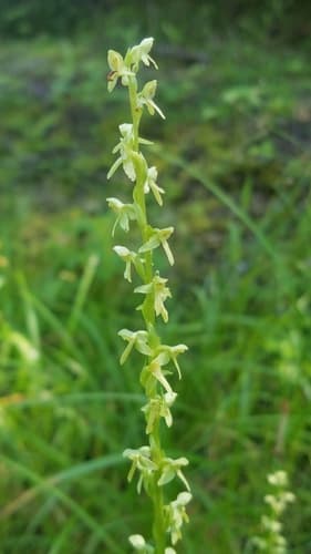 Modoc Bog Orchid (Platanthera stricta)