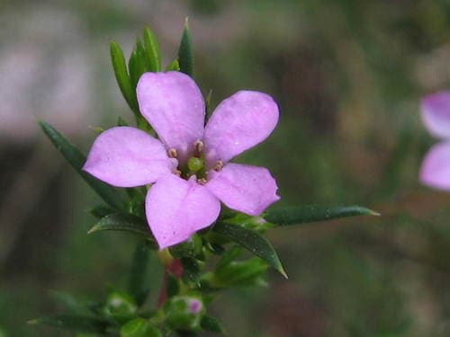 Pink Breath of Heaven (Coleonema pulchellum)