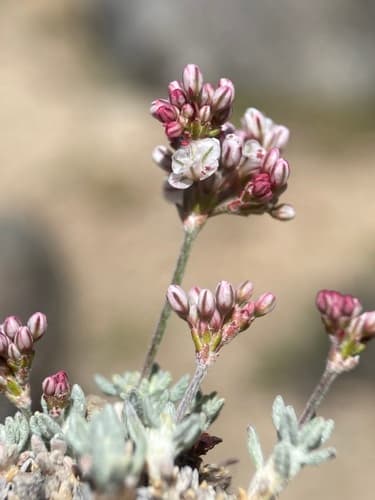Wright’s Buckwheat (Eriogonum wrightii)