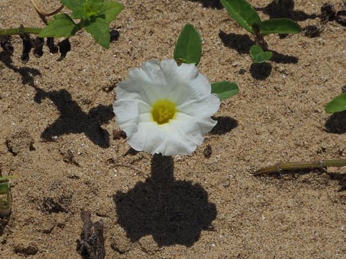 Beach Morning Glory (Ipomoea imperati)