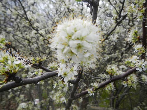 Creek Plum (Prunus rivularis)