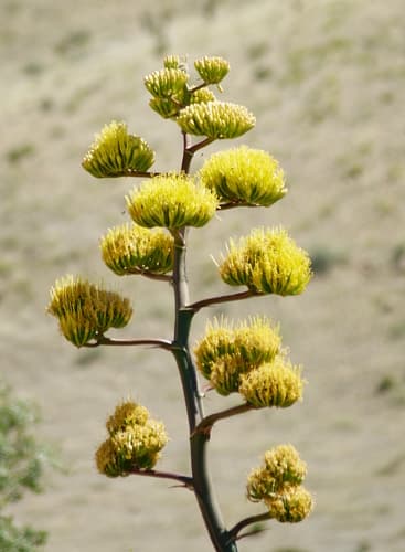 Havard's Century Plant (Agave havardiana)
