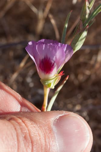 Red Spot Clarkia (Clarkia speciosa)