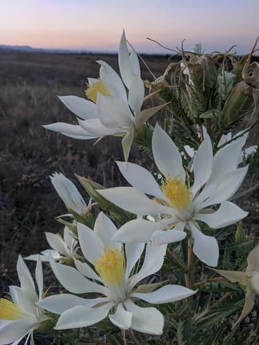 Tenpetal blazingstar (Mentzelia decapetala)