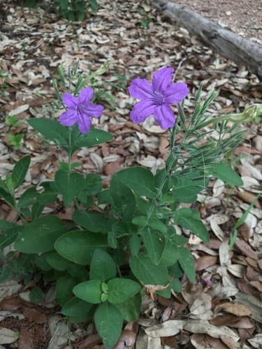 Western Wild Petunia (Ruellia occidentalis)