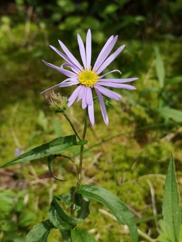 Low Rough Aster (Eurybia radula)