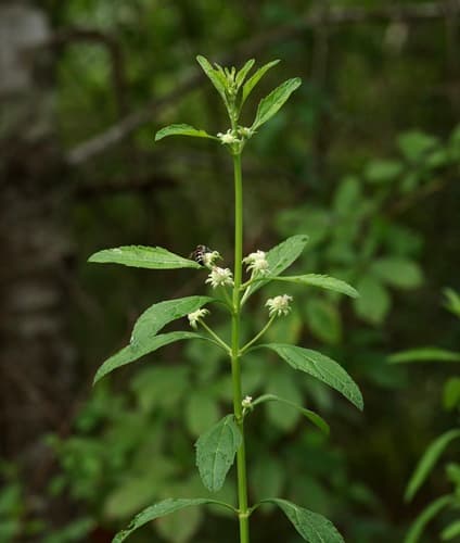 Clustered Bushmint (Hyptis alata)
