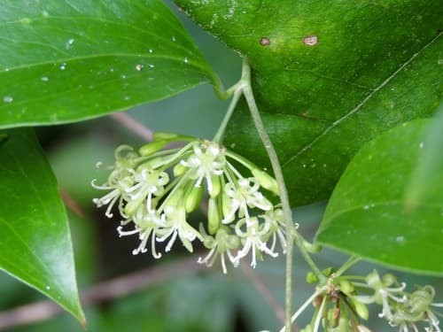 Lanceleaf Greenbrier (Smilax smallii)
