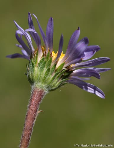 Tundra aster (Aster alpigenus)
