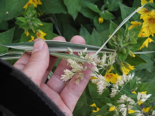Gardener's-garters (Phalaris arundinacea)
