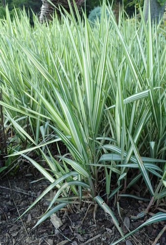Gardener's-garters (Phalaris arundinacea)