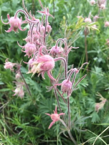 Old-man's-whiskers (Geum triflorum)