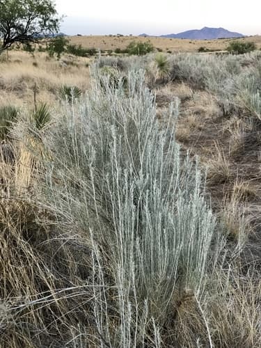 Sand Sagebrush (Artemisia filifolia)