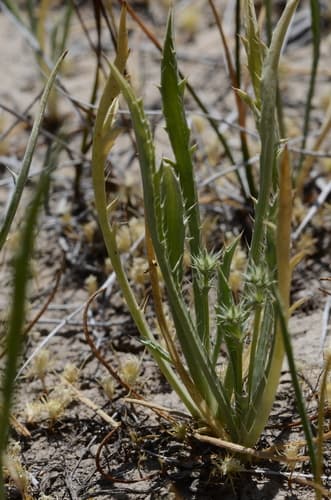 Hoover's Eryngo (Eryngium aristulatum)