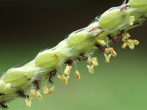 Vasey's Grass (Paspalum urvillei)
