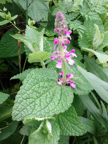 California Hedgenettle (Stachys bullata)