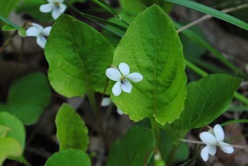 White violet (Viola primulifolia)