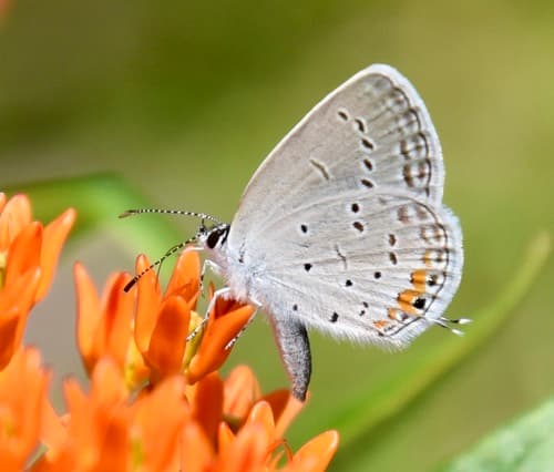 Eastern Tailed-Blue (Cupido comyntas)
