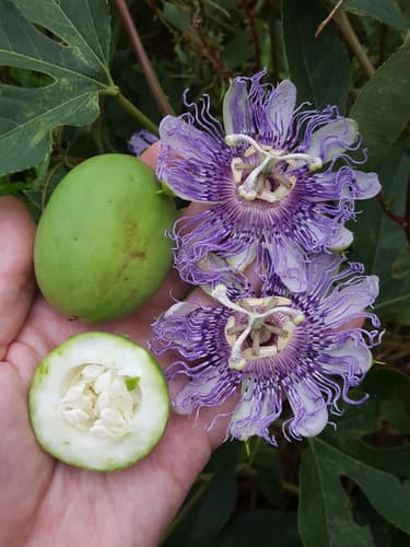 Purple Passionflower (Passiflora incarnata)