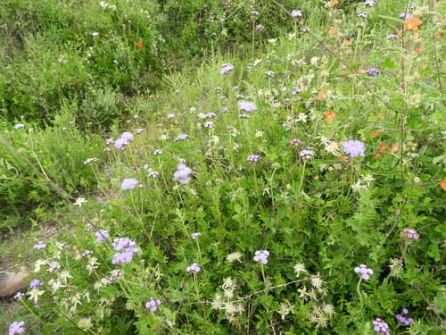 Gregg's Mistflower (Conoclinium dissectum)