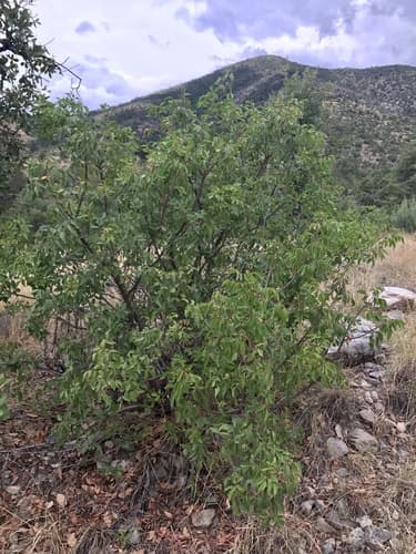 Evergreen Sumac (Rhus virens)