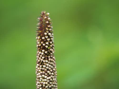 Indian Millet (Pennisetum glaucum)