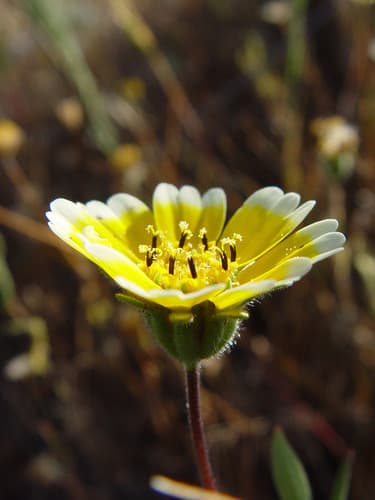 Coastal Tidytips (Layia platyglossa)