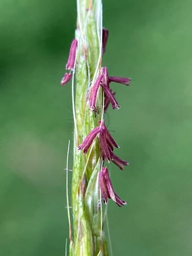 Chinese Packing Grass (Microstegium vimineum)