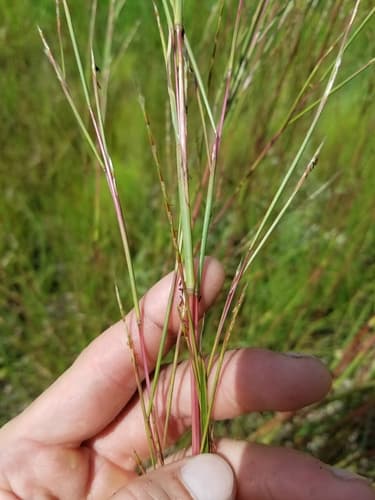 Creeping little bluestem (Schizachyrium stoloniferum)