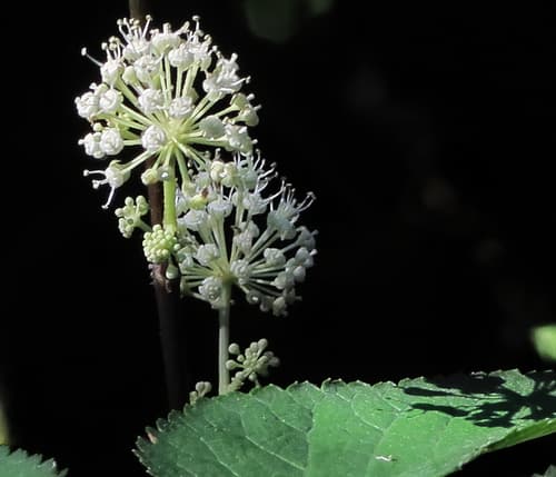 American Ginseng (Panax quinquefolius)