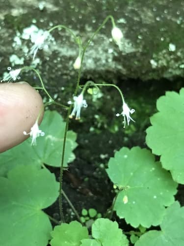 Little flower alumroot (Heuchera parviflora)
