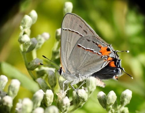 Gray Hairstreak (Strymon melinus)
