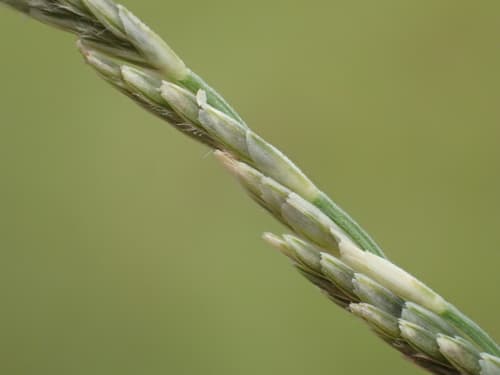 Brown Beetle-grass (Diplachne fusca)
