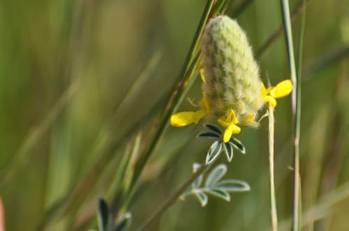 Golden Prairie-clover (Dalea aurea)