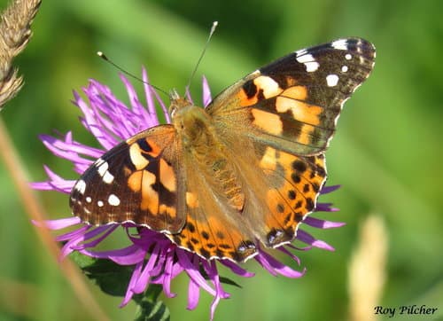 Painted Lady (Vanessa cardui)