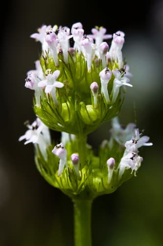 Longhorn Plectritis (Plectritis macrocera)