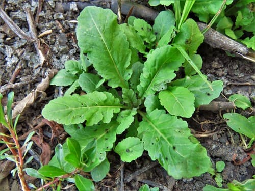 Sessile-flowered Yellow Cress (Rorippa sessiliflora)