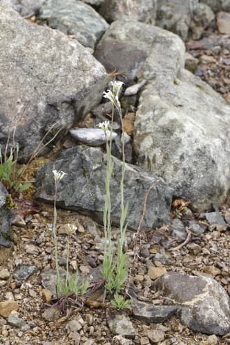 Drummond Rockcress (Boechera stricta)