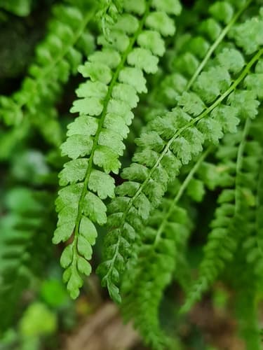 Green Spleenwort (Asplenium viride)