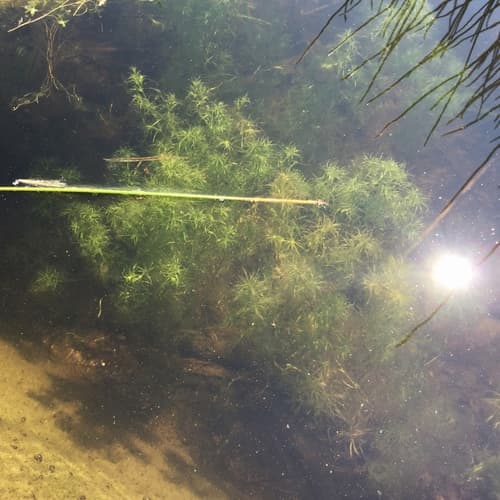 Naiad (Najas flexilis)