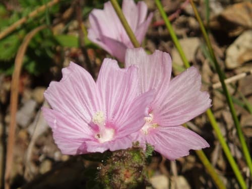 Checker-mallow (Sidalcea malviflora)