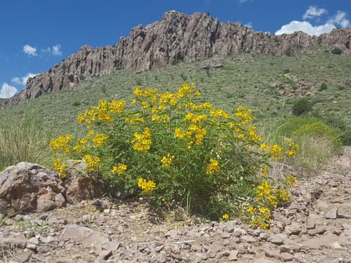 Lindheimer's Senna (Senna lindheimeriana)