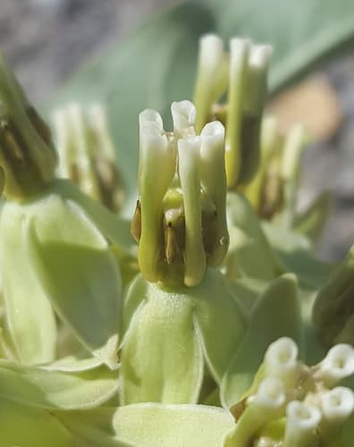 Zizotes Milkweed (Asclepias oenotheroides)