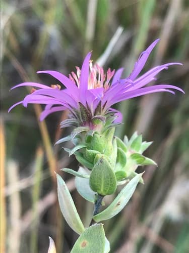 Western silver aster (Symphyotrichum sericeum)