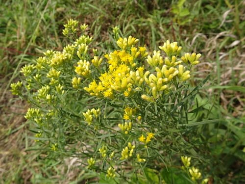 Great Plains Goldentop (Euthamia gymnospermoides)