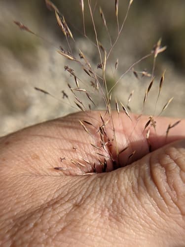 Seep Muhly (Muhlenbergia reverchonii)
