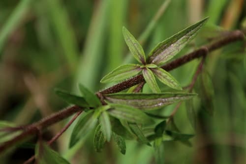 Ivyleaf Thoroughwort (Chromolaena ivifolia)